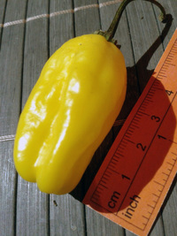 fruit of chilli pepper Venezuelan Tiger Yellow: 17-CC10-8#1