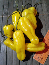 fruit of chilli pepper Venezuelan Tiger Yellow: 17-CC10-8#2