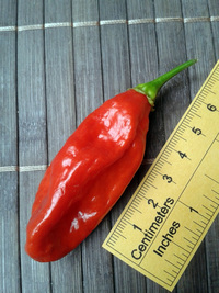 fruit of chilli pepper Venezuelan Tiger: 17-CC10-9#1