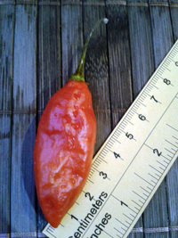 fruit of chilli pepper Venezuelan Tiger: 17-CC10-9#10