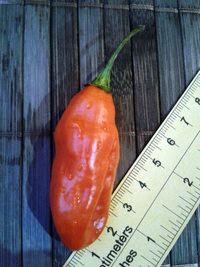 fruit of chilli pepper Venezuelan Tiger: 17-CC10-9#11