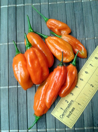 fruit of chilli pepper Venezuelan Tiger: 17-CC10-9#12
