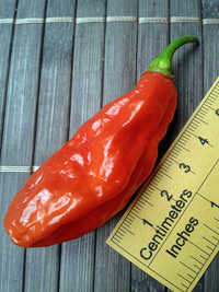 fruit of chilli pepper Venezuelan Tiger: 17-CC10-9#2