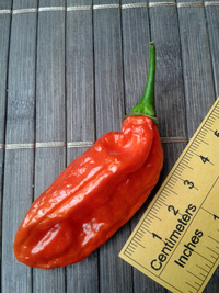 fruit of chilli pepper Venezuelan Tiger: 17-CC10-9#3