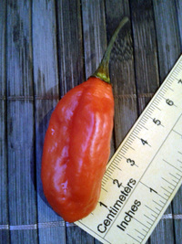 fruit of chilli pepper Venezuelan Tiger: 17-CC10-9#9