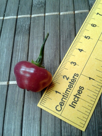 plod chilli papriky Cheiro Roxa: 17-CC11-1#1