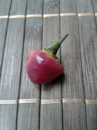 fruit of chilli pepper Cheiro Roxa: 17-CC11-1