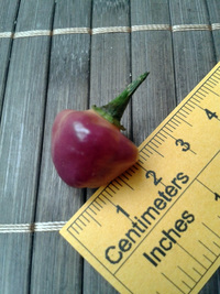 fruit of chilli pepper Cheiro Roxa: 17-CC11-1#2