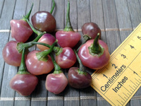 plod chilli papriky Cheiro Roxa: 17-CC11-1#4