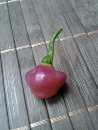 fruit of chilli pepper Cheiro Roxa: 17-CC11-5#1