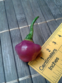 fruit of chilli pepper Cheiro Roxa: 17-CC11-3#1