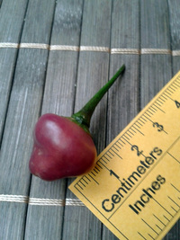 fruit of chilli pepper Cheiro Roxa: 17-CC11-3#2