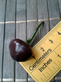 fruit of chilli pepper Cheiro Roxa: 17-CC11-3#3