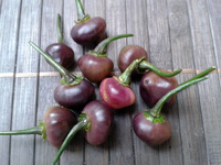 fruit of chilli pepper Cheiro Roxa: 17-CC11-3#5