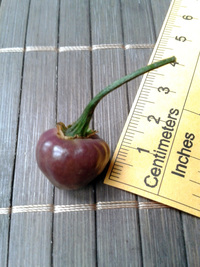 fruit of chilli pepper Cheiro Roxa: 17-CC11-3#7