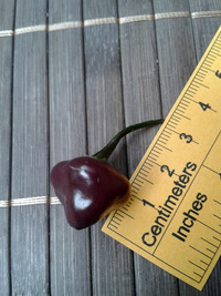 plod chilli papriky Cheiro Roxa: 17-CC11-4#1