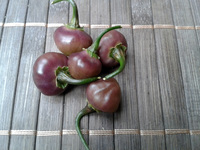 plod chilli papriky Cheiro Roxa: 17-CC11-4#2