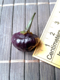 fruit of chilli pepper Cheiro Roxa: 17-CC11-4#3
