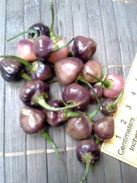 fruit of chilli pepper Cheiro Roxa: 17-CC11-9#10