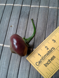 fruit of chilli pepper Cheiro Roxa: 17-CC11-9#6