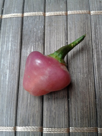 fruit of chilli pepper Cheiro Roxa: 17-CC11-10#1