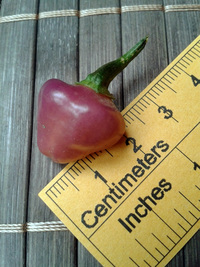 fruit of chilli pepper Cheiro Roxa: 17-CC11-9#7