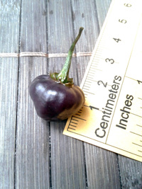 fruit of chilli pepper Cheiro Roxa: 17-CC11-9#9