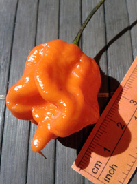 fruit of chilli pepper Carolina Reaper: 17-CC2-10#1