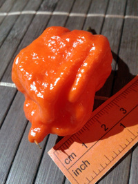 plod chilli papriky Carolina Reaper: 17-CC2-10#2