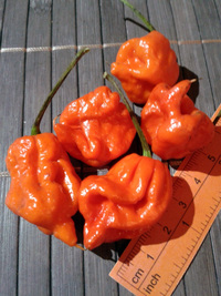 fruit of chilli pepper Carolina Reaper: 17-CC2-10#3