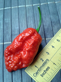 fruit of chilli pepper Carolina Reaper: 17-CC2-2#1