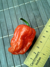 plod chilli papriky Carolina Reaper: 17-CC2-2#2