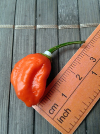 plod chilli papriky Carolina Reaper: 17-CC2-2#3
