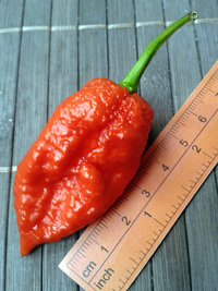 fruit of chilli pepper Carolina Reaper: 17-CC2-2#4