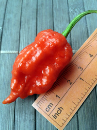 fruit of chilli pepper Carolina Reaper: 17-CC2-2#5