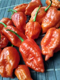 fruit of chilli pepper Carolina Reaper: 17-CC2-2#6