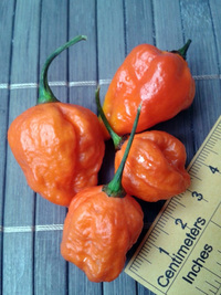 fruit of chilli pepper Carolina Reaper: 17-CC2-5#1