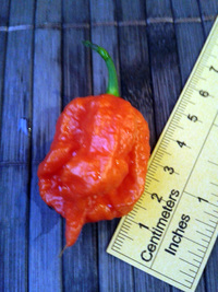 fruit of chilli pepper Carolina Reaper: 17-CC2-5#2