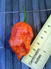 fruit of chilli pepper Carolina Reaper: 17-CC2-5#3