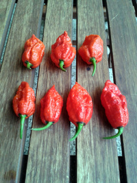 fruit of chilli pepper Carolina Reaper: 17-CC2-8#7