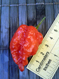 fruit of chilli pepper Carolina Reaper: 17-CC2-8#10