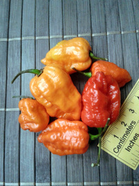 fruit of chilli pepper Carolina Reaper: 17-CC2-8#11