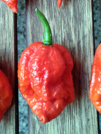 fruit of chilli pepper Carolina Reaper: 17-CC2-8#6