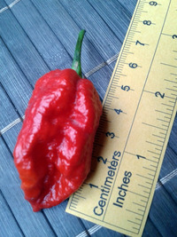 fruit of chilli pepper Carolina Reaper: 17-CC2-8#8