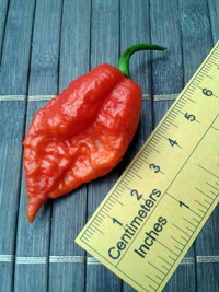 plod chilli papriky Carolina Reaper: 17-CC2-8#9