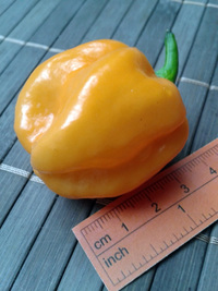 fruit of chilli pepper Bahamian Goat: 17-CC3-10#3