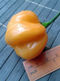 fruit of chilli pepper Bahamian Goat: 17-CC3-5#3