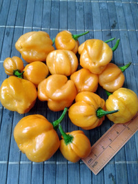 fruit of chilli pepper Bahamian Goat: 17-CC3-5#4