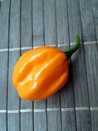 fruit of chilli pepper Bahamian Goat: 17-CC3-7#11