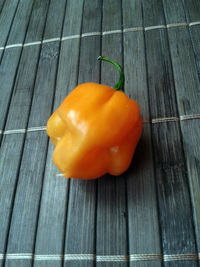 fruit of chilli pepper Bahamian Goat: 17-CC3-7#15